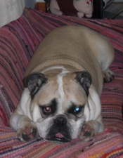 Wilf on his couch in Hayle.